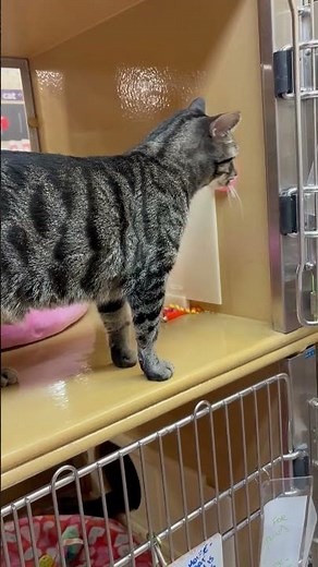 Video of adoptable pet named Satchmo Too