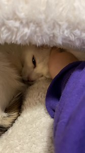 Winnie is feeling a little sad 💔. At just 2 years old, she’s smaller than most cats and has a unique, distinctive look. She’s not used to being in a place with less love and attention 🏠💔, but despite it all, she’s incredibly sweet and loving 🐾. Winnie even enjoys belly rubs, does great with other cats, and would likely adjust well to dogs too. If you’re interested in giving this special girl a second chance, stop by the shelter or call 📞 740-314-5583! | Jefferson County Humane Society and J