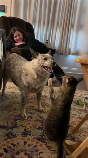 Watch These Dogs Fail Spectacularly #dogfails #funnydogs #petfails