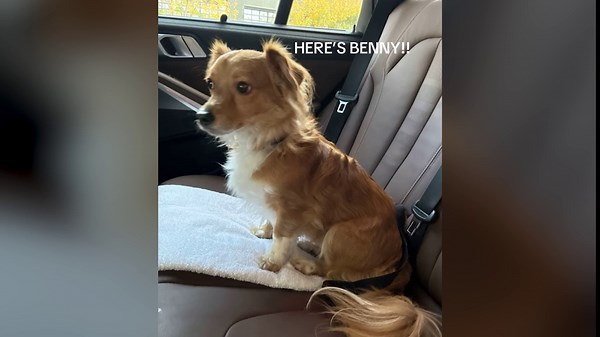 Hysterics as woman collects aunt's dog from day care, but there's a problem