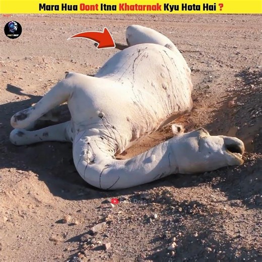 Why Dead Camel Is Explode? | Fact Drop