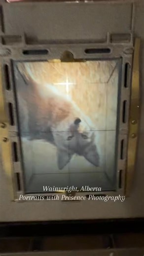 Today I turned this digital shot of a coyote into a wet plate collodion silver on glass Ambrotype! | Portraits with Presence Photography