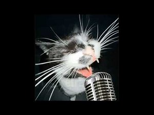 CARELESS WHISKER(MEOW VERSION 14min)