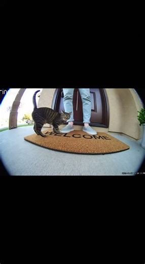 Cat Smells Owner’s Feet and Has the Funniest Reaction Ever (Caught on Ring Camera)
