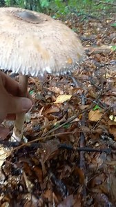 Sunčanica (Macrolepiota procera) u Rakovom Potoku | Čarobna Priroda