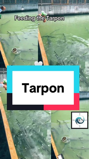 Here’s a couple good shots from yesterdays LIVE tarpon feeding in Islamorada at Bass Pro Shops Worldwide Sportsman #boatlife #fyp #tarpon #basspro #islamorada