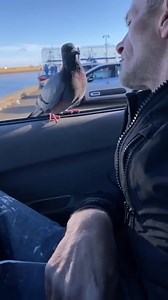 Proper way to feed pigeons By Derek 1 year memory | Chicago Pigeons