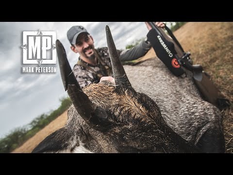 Texas Nilgai Hunt | Mark V. Peterson Hunting