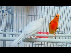 canto del canarino malinois