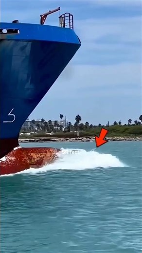 Why Do Dolphins Swim in Front of Ships? 🐬🚢 #shorts #facts