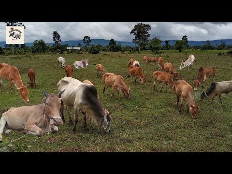 Natural cattle breeding