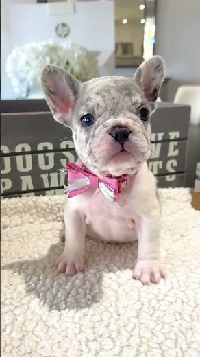 Adorable 12 weeks old French bulldog puppy ready for adoption