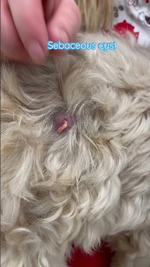 Sebaceous cyst in a dog. This vets advice: surgical excision is curative.