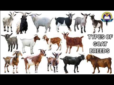 Types of Goat Breeds With Pictures And Sounds | Goat Breeds Name | Different Types of Goat | Goat