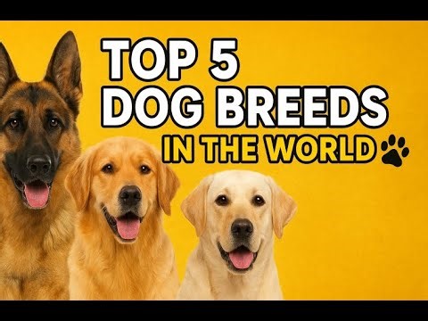 Top 5 Most Popular Dog Breeds in the World. 🐶