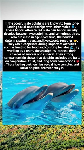 Male Dolphin Pair Bonds Explained | Social Behavior in Dolphins
