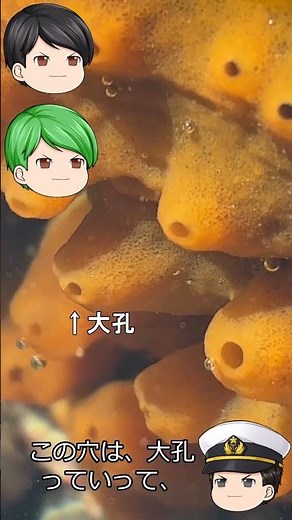 ダイダイイソカイメン イソカイメン科 2026年3月8日撮影 青森県以南から九州南部に生息 オレンジ色のスポンジ状生物