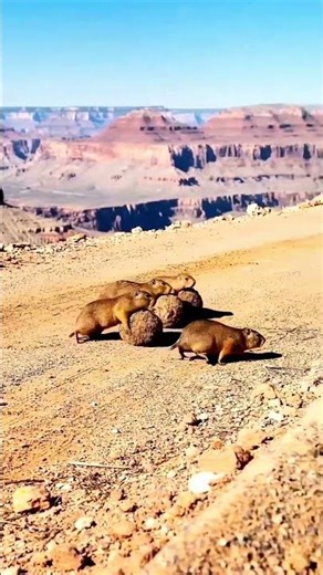 Ambulance Stuck… Until Gophers Become Unexpected Heroes! #shorts