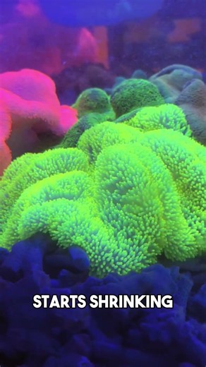 How to choose a healthy anemone