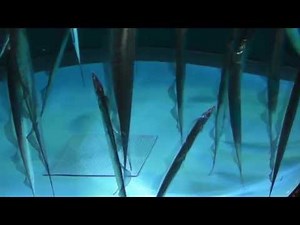 太刀魚 （タチウオ） " Largehead hairtail "