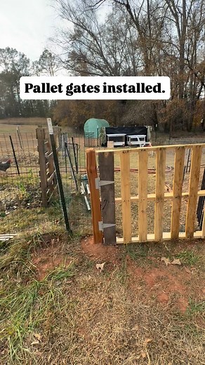 🛠️A little DIY #pallet gate project. New gates are pricey, so I planned to build gates with pallet wood. Then to simplify further - for time - I did not fully tear apart a pallet, I just used a whole one. Removing the boards on one side of two separate pallets was all that was needed. We added hardware, sunk posts, and attached. Total cost saved us about $150 going the free pallet route. Now I just need to remove and repurpose the original garden gates that proved to be too short for keeping th