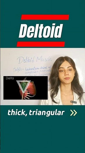 Deltoid Muscle Anatomy | Origin, Insertion & Action