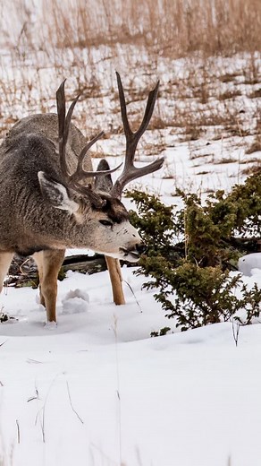 🦌 Why winter feeding mule deer does more harm than good Feeding deer in winter feels compassionate — but biologically, it’s one of the most damaging things we can do. Mule deer are highly specialized ruminants. Their winter digestive system is tuned for woody browse, not hay, corn, or livestock feed. When we introduce the wrong food, we don’t save deer — we trigger rumen acidosis, metabolic shock, and death… often with a full stomach. That’s just the beginning. Supplemental feeding also: • Conc