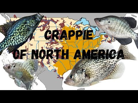 The Crappie Species of North America: Black Crappie vs White Crappie