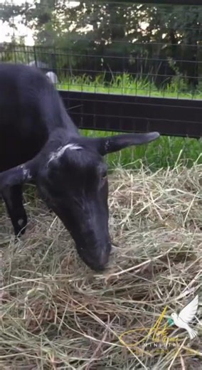 Funny Goat Story Time