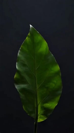 This Leaf Turns Into a Universe… Wait for It! #shorts #ai