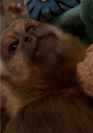 Engaging Conversations with Willow: A Mimicking Adventure