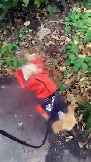 Dog walks on two legs in Ghostbusters suit like a talent show star