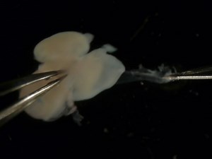 Live Imaging of Primary Cerebral Cortex Cells Using a 2D Culture System