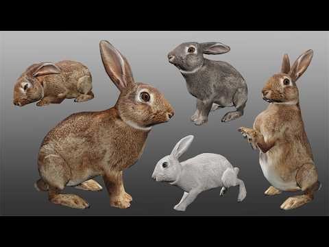 3D animated Rabbit