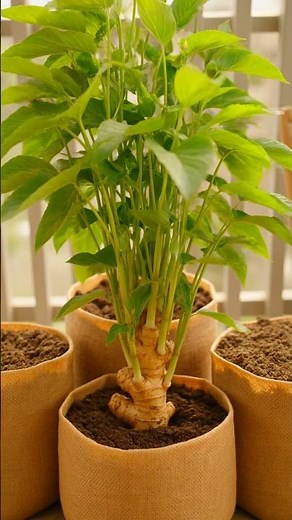 Grow Ginger at Home in Bags (Easy Method for Big Harvests!)