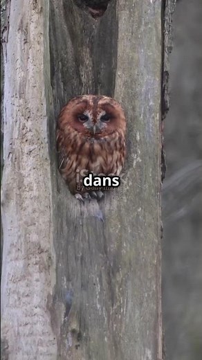 Découvrez la fascinante Chouette hulotte!