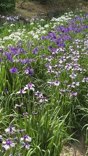 【4K最新】朝日に輝く鶴舞公園の花しょうぶが美しすぎる！バラの次はこれ【名古屋の絶景・2026見頃】