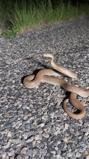 Deadly Western Brown Snake in the outback! #snakehunting #australia
