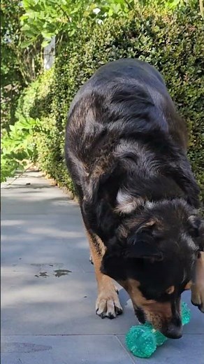 ASMR dog licking / chewing / mouth sounds