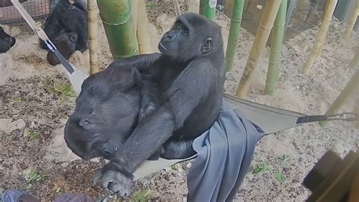 Western lowland gorillas Mondika and Djeke's personalities couldn't be more different, but they still play together all the time! Check out a sweet, playful moment between these 5 year olds while they hang out high in a hammock. What about those personalities though? 👀⬇️ Mondika is famously a bit of a lovable menace and a rascal. He is incredibly smart, but also extremely attached to his mom and throws a tantrum if he doesn’t get to nurse. He loves messing with the other gorillas and generally 