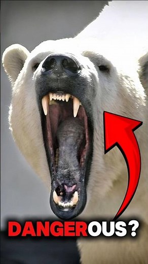 Top 5 Most Dangerous Arctic Animals You Don't Want To Know