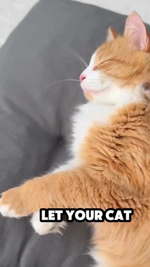 Your cat biting you? 🐾 ❤️ Here’s what it REALLY means. #Cat #catlover #fypシ | Happy Pet Tips