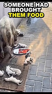 Cute Creatures on Reels