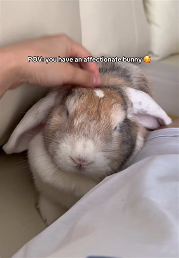 Affectionate Female Bunny Joys