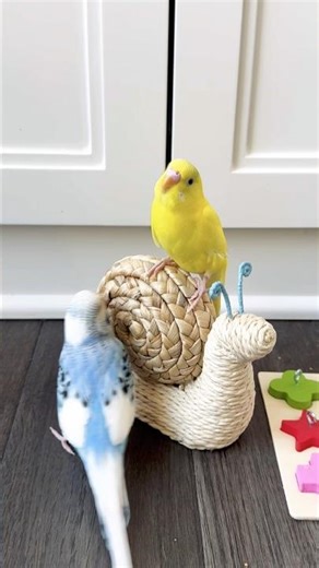 Sweet Playtime Moments with Mango and Sky 🥰( Parakeets)