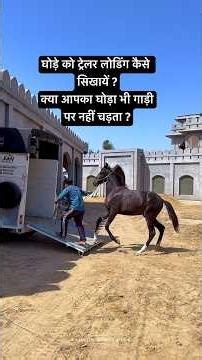 How to teach a horse to load a trailer? Does your horse also not climb onto the cart?