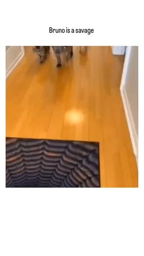 trendsnaphub on Instagram: "The post shares a humorous 15-second video of a large grey dog named Bruno nudging a tiny chihuahua in a pink outfit, dubbed "Princess", towards an optical illusion rug mimicking a black hole, with overlaid text emphasising Bruno's playful "logic" that survival clears him of mischief. Posted on 21 November 2025 by satirical account @DschlopesIsBack , it amassed 25,000 likes and 700,000 views in under 24 hours, fuelling a thread of amused replies sharing similar pet an