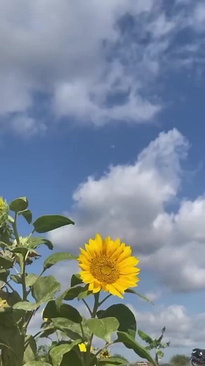 Philips Digital Rice Cooker #philips #philipsdigitalricecooker #digitalricecooker #ricecooker