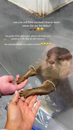 Excitement Over Meeting Otters for My Birthday