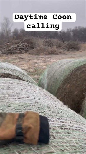 Daytime coon calling #hunting #fortheboys #fyp #viral #viralshorts